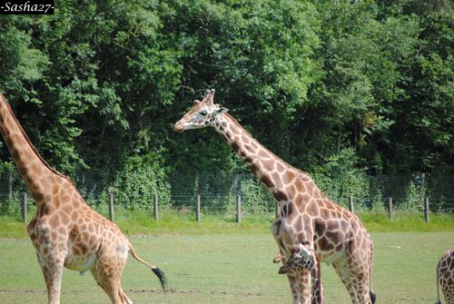 Girafes d'Afrique. 