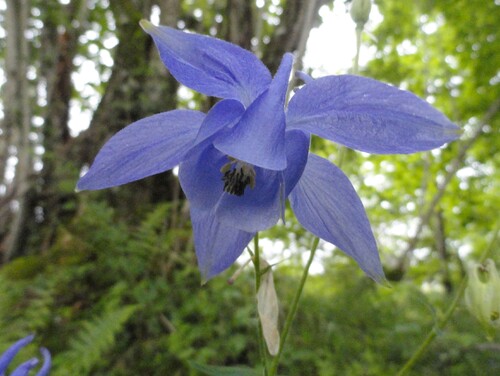 Fleurs bleues