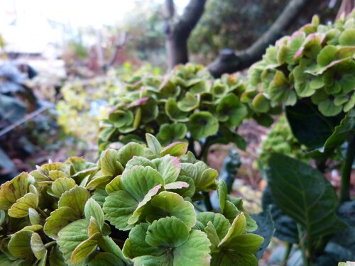 hydrangea Coral