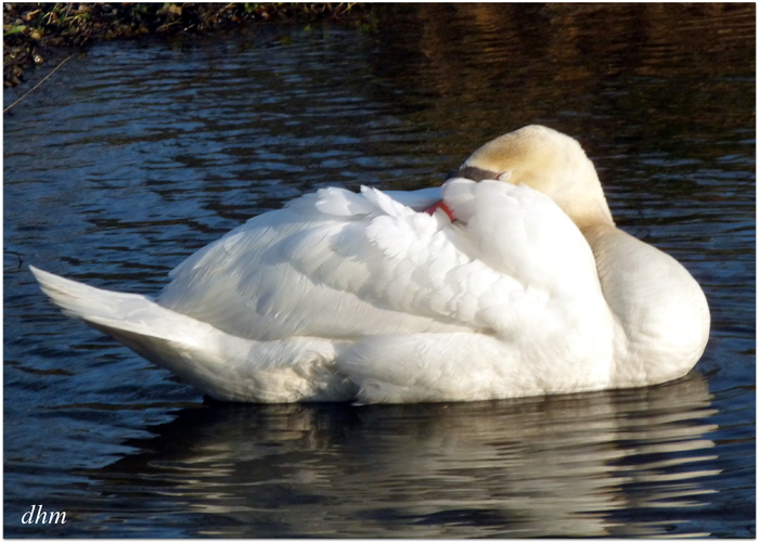 Le cygne 