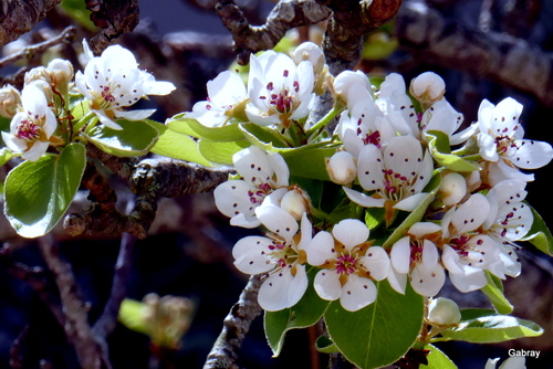 Les fleurs du poirier