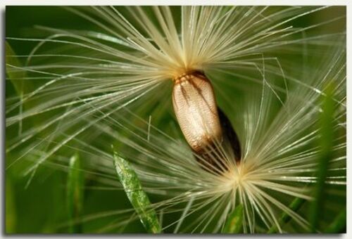 Vertus médicinales des plantes sauvages : Chardon Marie