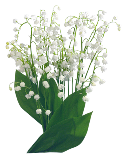 Muguet brin ou bouquet