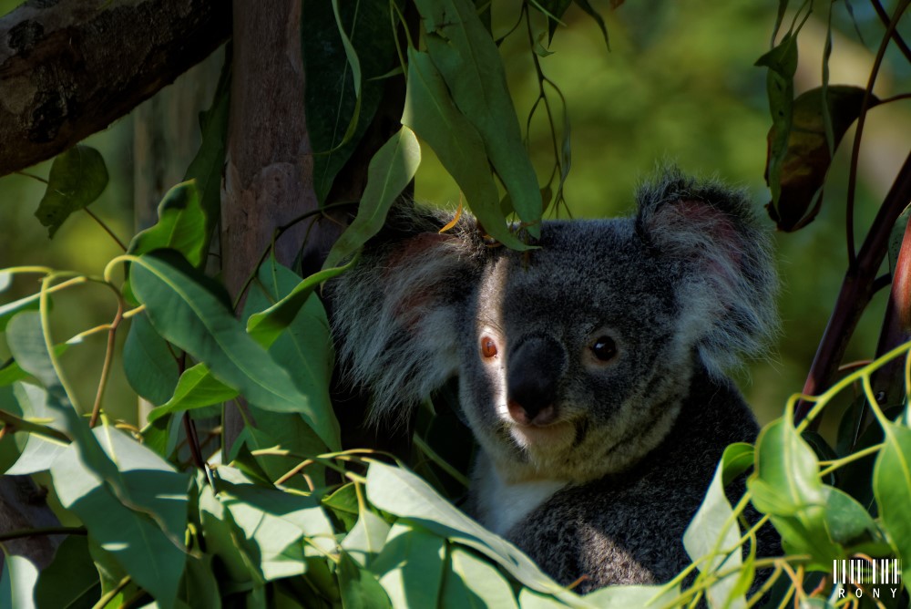 Ma première photo d'un Koala dehors