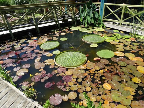 Les jardins d'eau de Carsac-Aillac : lotus et nymphéas...
