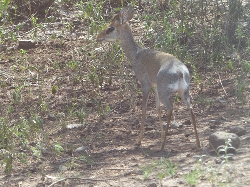 un dik dik