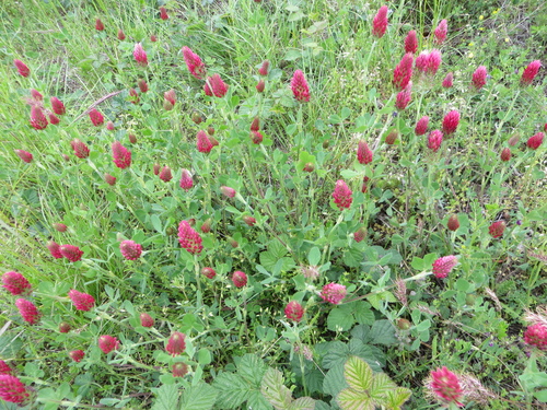 Fleurs roses