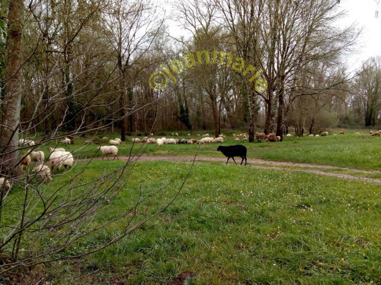 des Moutons a Sanches (Preignac) Gironde