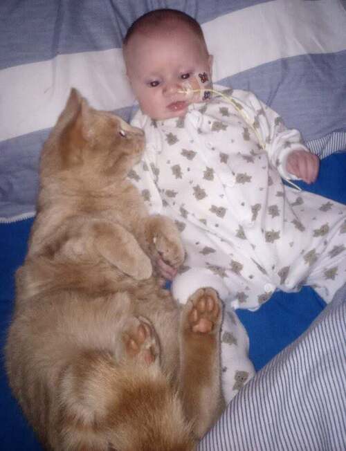  (-*♥*-)  Un chat est resté au chevet de son petit frère humain et a aidé son petit cœur à guérir   (-*♥*-)