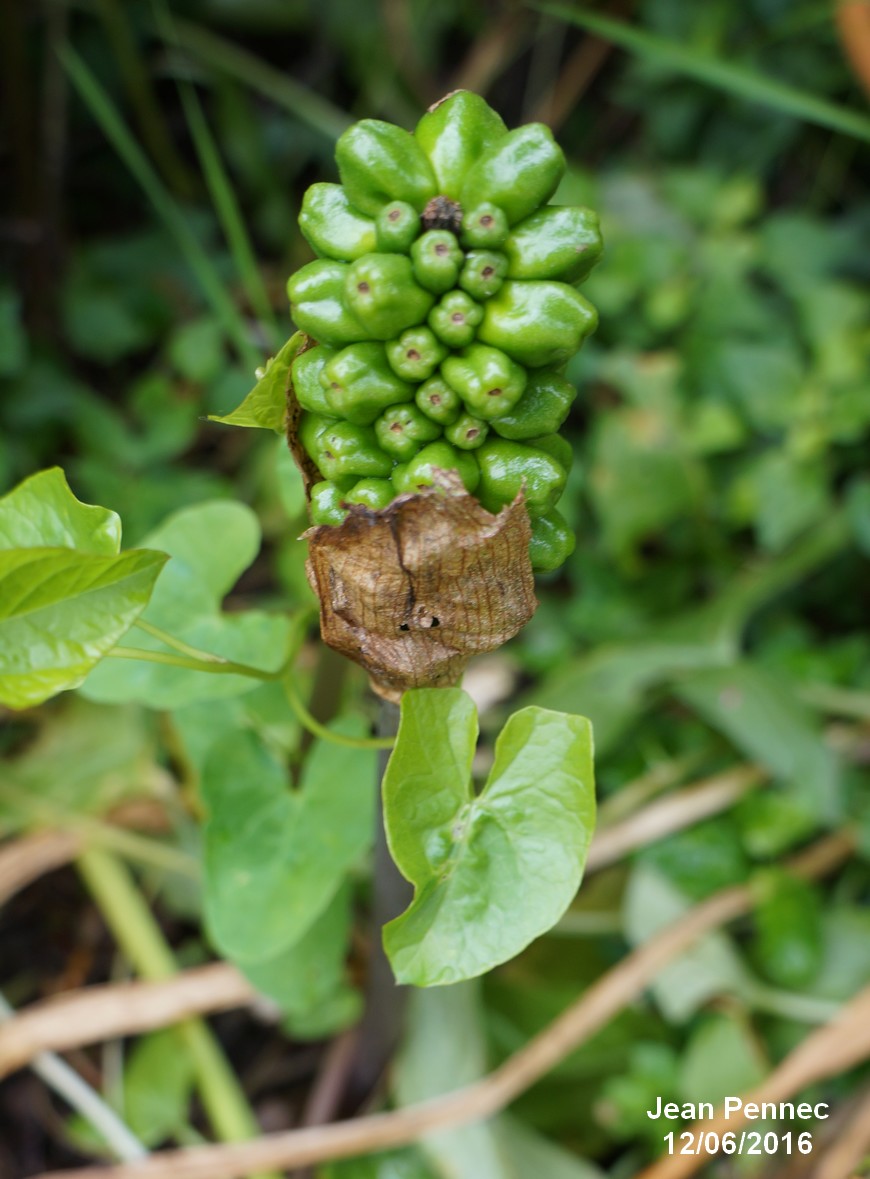 Pied-de-veau