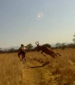 Un cycliste renversé par ... une antilope!