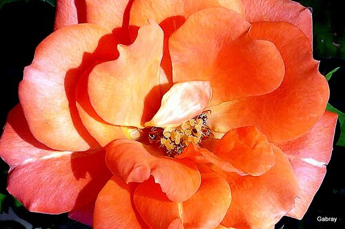 Belles roses de mon jardin