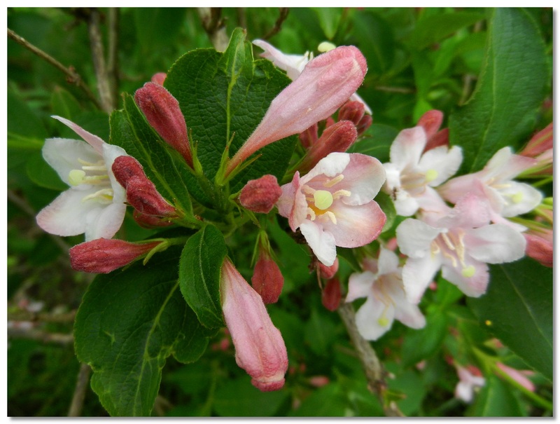 LES FLEURS DU JARDIN