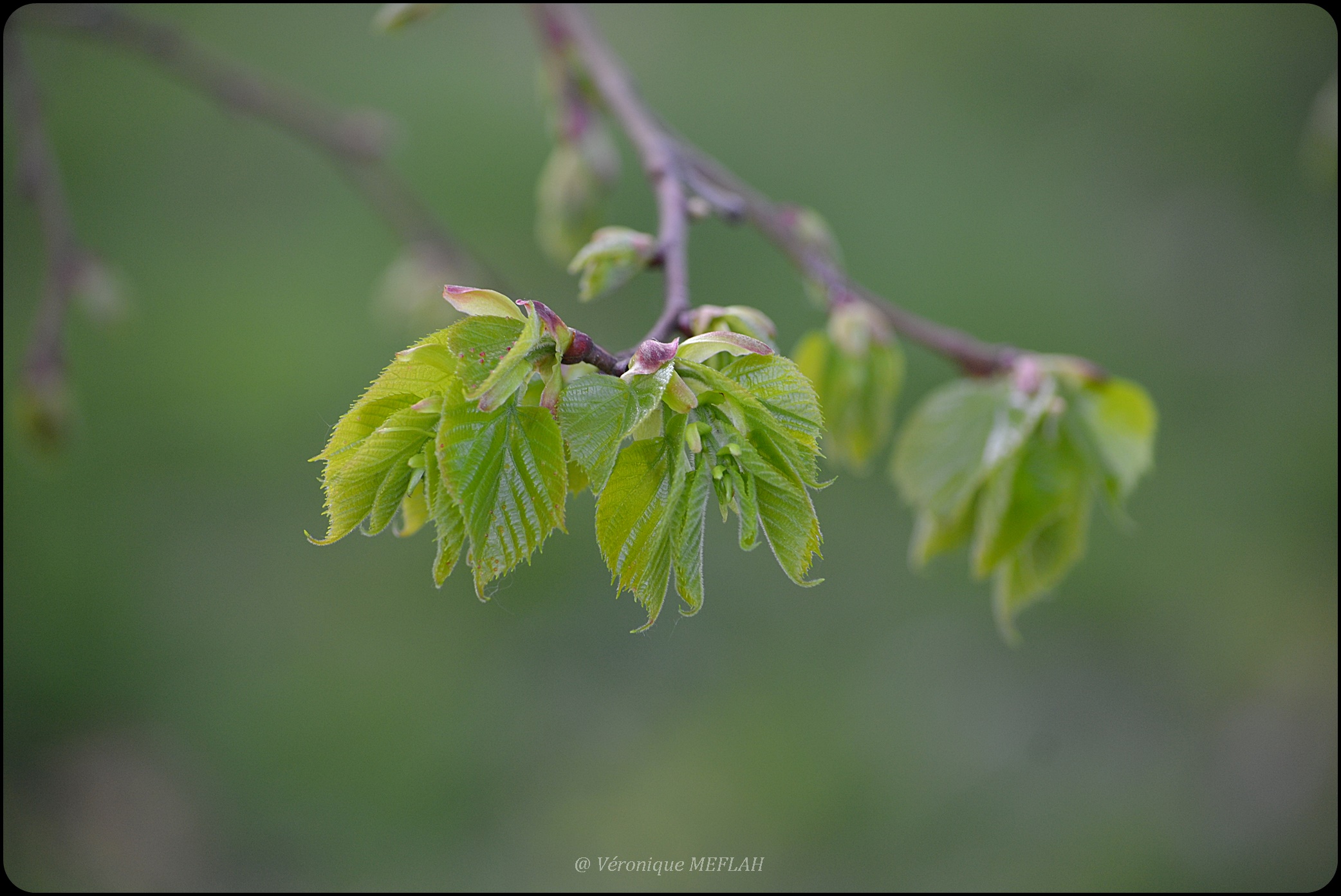 Tu Sais Que Tu Viens De Rambouillet Rambouillet : Bourgeons, promesses du printemps - Une fleur de Paris
