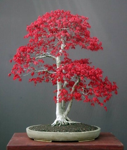 1219144782 acer-palmatum