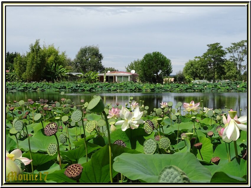 Le lac des Lotus en Vendée