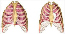À gauche : inspiration, poumons gonflés / À droite, expiration, poumons vidés / En rouge, le diaphragme