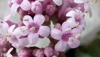 Valeriana tuberosa - valériane tubéreuse