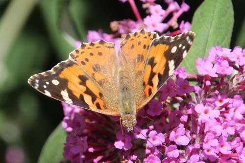 Papillons de ce jour