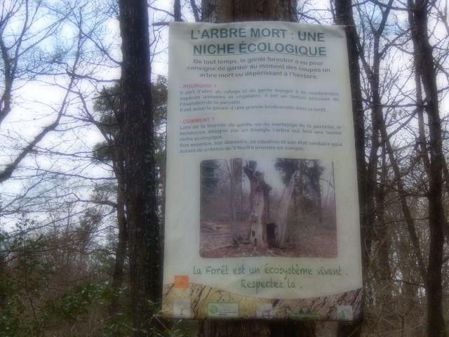 Nature : Promenons nous dans le bois.......
