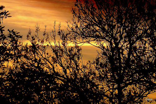 Ciel et branches au matin