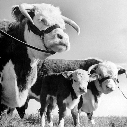 08 - Autres portraits de vaches
