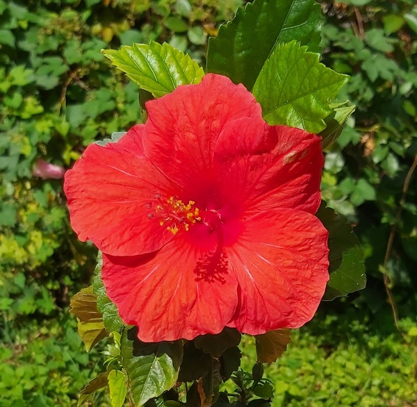 Fleur d'hibiscus