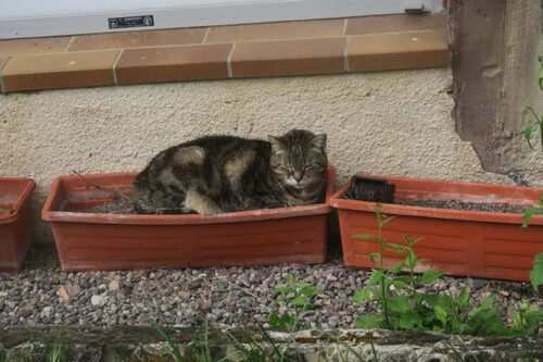 Au revoir belle Minette 