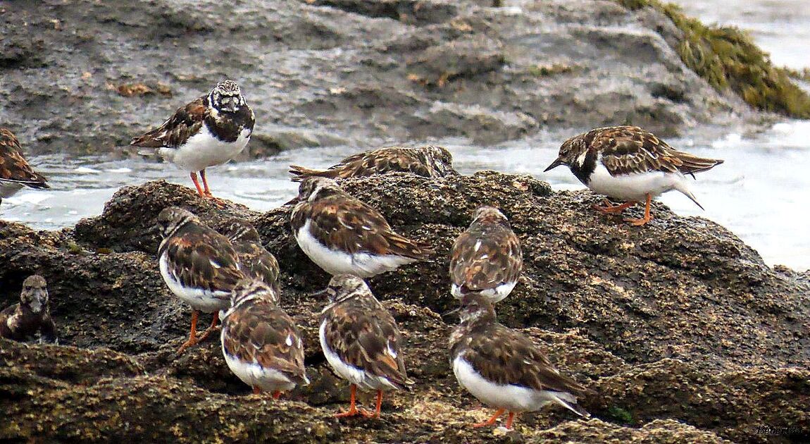 des oiseaux en bord de mer 