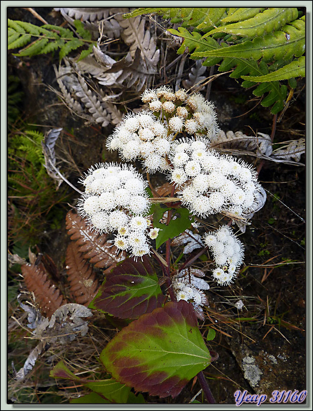 Blog de images-du-pays-des-ours : Images du Pays des Ours (et d'ailleurs ...), Sticky snakeroot ou Crofton weed (Ageratina adenophora) - Trongsa - Bhoutan