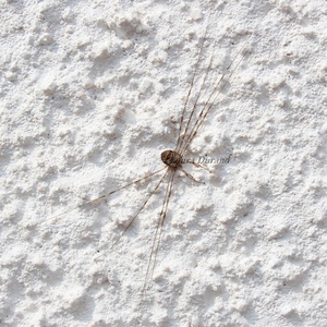 Araignée n°3 - Dicranopalpus Ramosus, famille des Opilion ou Faucheux