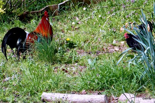 Le coq et la poule noire 