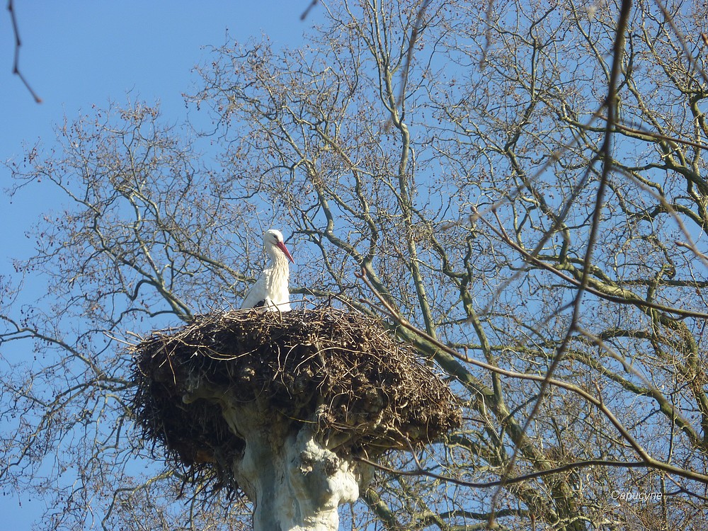 Les cigognes sont de retour à Strasbourg