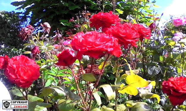 le mois dAoût ,le soleil ,et des massifs de fleurs magnifiques,