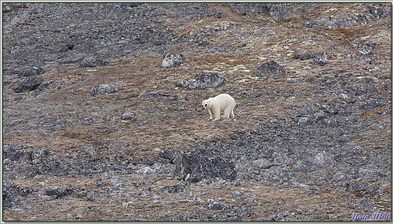 Rencontre avec le seigneur de l'Arctique : l'ours polaire - Magdalenfjord - Spitzberg - Svalbard - Norvège