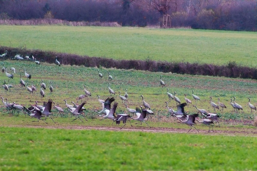 Les grues