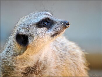 Photo de suricate du zoo de Pessac (Gironde)