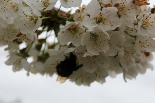 Le cerisier est en fleurs