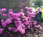 rhododendron 'boskoop ostara'