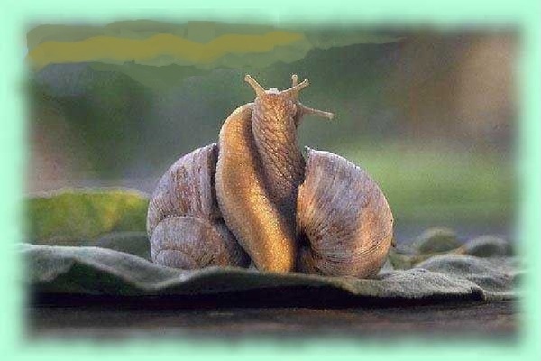 La sexualité des escargots