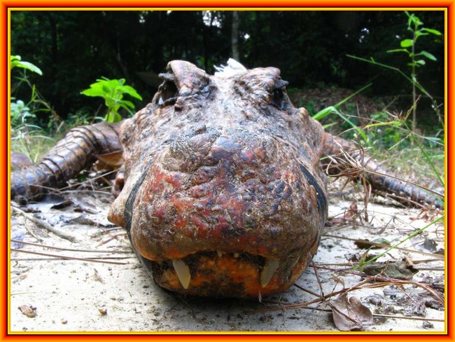 CROCODILES ORANGES!