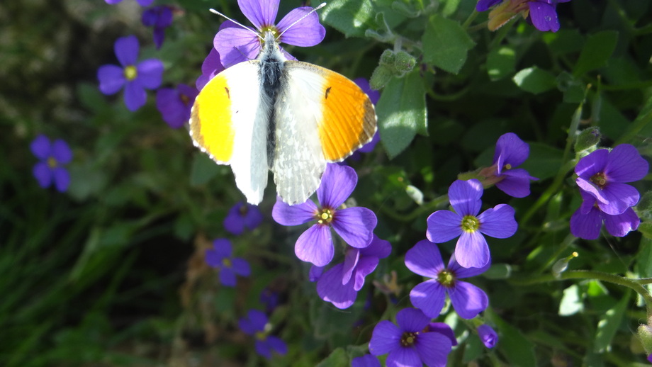 Mon Jardin mois par mois : Avril 2021