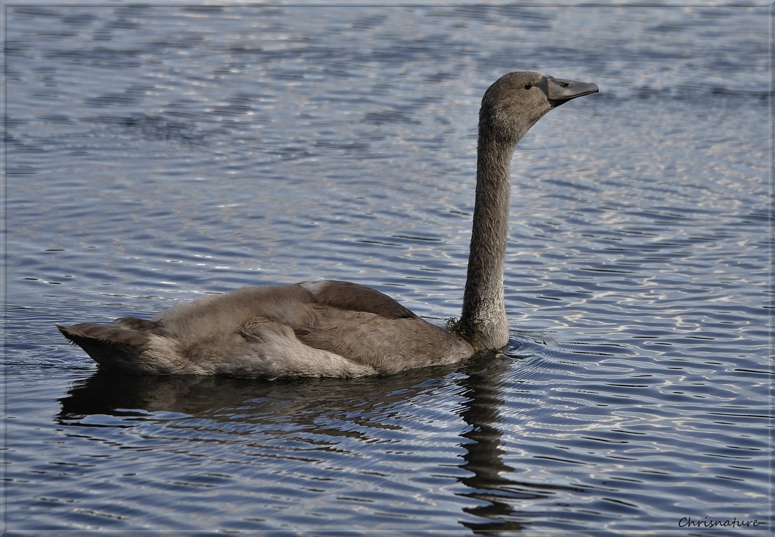 Cygne tuberculé 