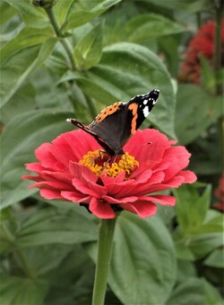 Le jardin aux papillons