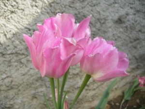 tulipe-5-fleurs-mai-copie-1.JPG