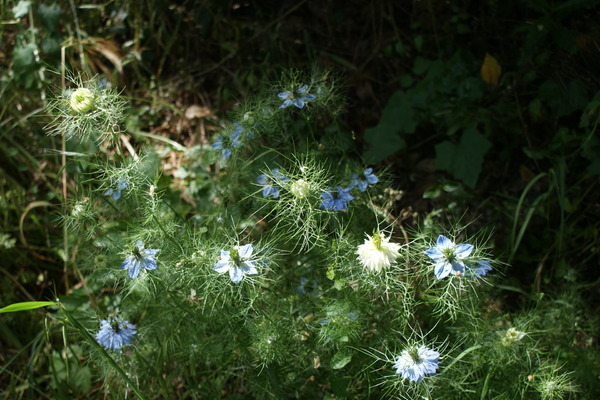 Acrostiche en fleur: N