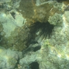 Ile Moucha Oursin photographié sous l'eau