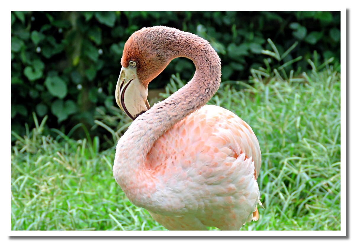 Les flamants rose du jardin botanique de Deshaies