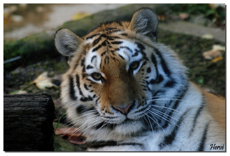 Le tigre de Sibérie.