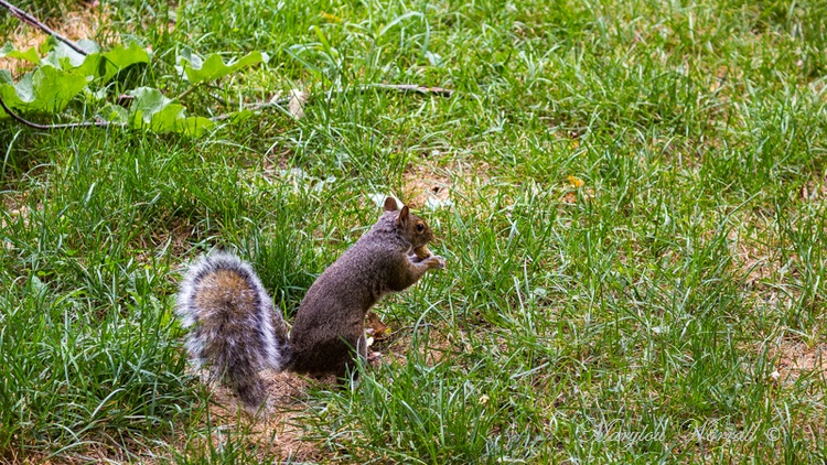 Montréal : Écureuils et Ratons Laveurs